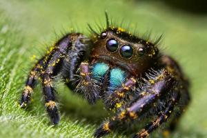 Why shouldn't you kill spiders in your home?