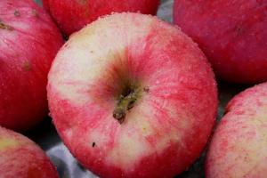 All varieties of apples.  Catalog of apple varieties.  Small-fruited, medium-sized and large-fruited varieties of apple trees - descriptions and photographs