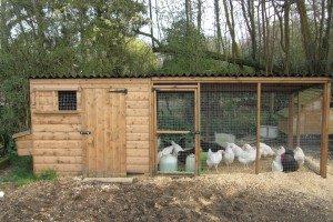 How to build a chicken coop with your own hands - step-by-step instructions and unique photo ideas Do-it-yourself summer house for chickens