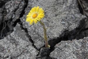 Survival school: how does a sprout break through the asphalt?