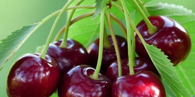 Berry dreams: why do you dream about cherries?