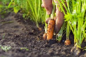 When to plant carrots: planting dates in spring and autumn When can you sow carrots according to the lunar calendar