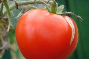 How to speed up the ripening of tomatoes in a greenhouse?