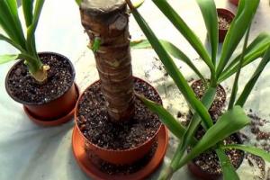 Yucca plant with description and photo - growing at home, watering and treating Yucca diseases at home