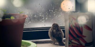 Why do sparrows dream: interpretation of sleep