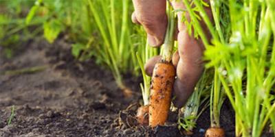 When to plant carrots: planting dates in spring and autumn When can you sow carrots according to the lunar calendar