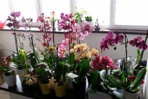 Find out how to properly water an orchid in a pot at home: step-by-step instructions and useful tips How to care for ar orchids in an apartment