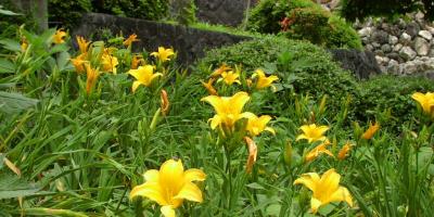 Features of growing daylilies, how to care for the unpretentious inhabitant of flower beds