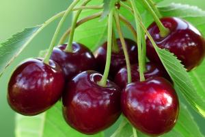 Berry dreams: why do you dream about cherries?