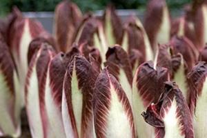Chicory lettuce growing from seeds planting in the ground and forcing cleaning and storage the best varieties Features of growing chicory lettuce